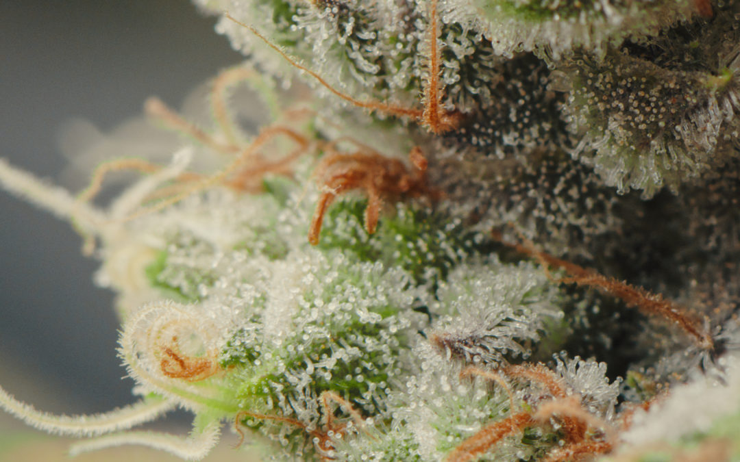 A Landmark Shift in Federal Cannabis Policy: A Perspective from Price Kong